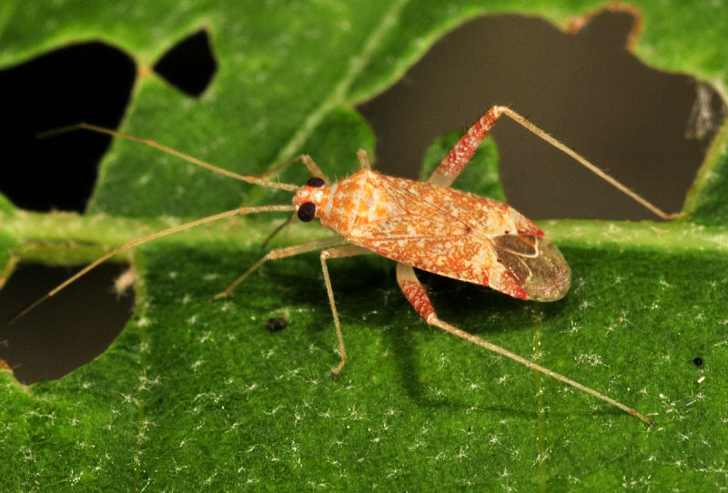 Miridae:  Phytocoris meridionalis